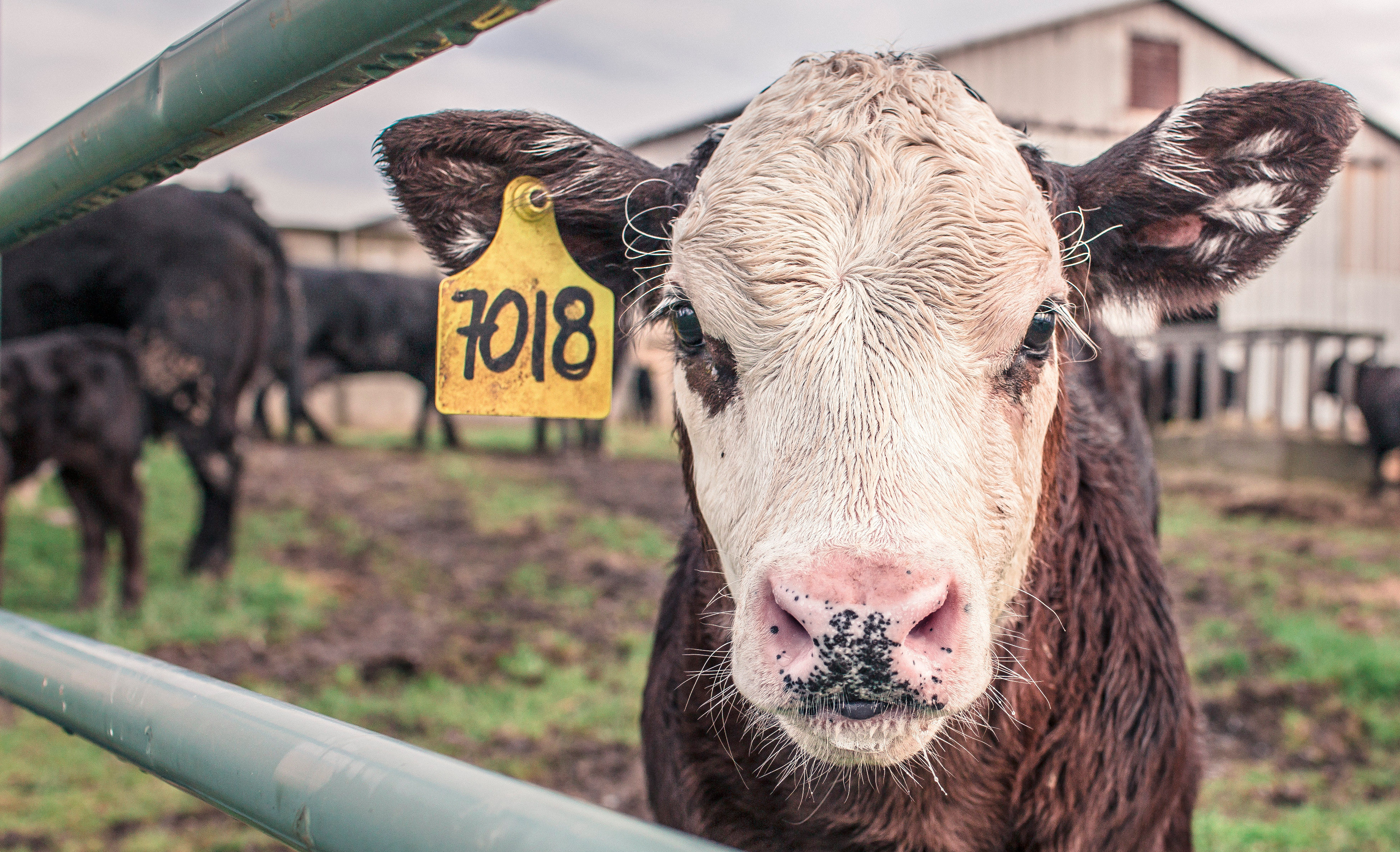 milch_ungesund_menschen_massenproduktion_Foto_by_Ryan_McGuire